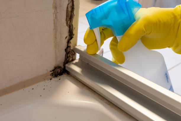 Best Mold Removal Process  in Ashland, MO
