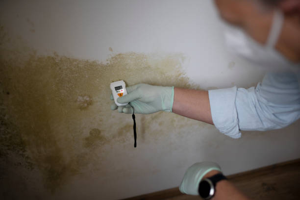 Best Toxic Mold Removal  in Ashland, MO