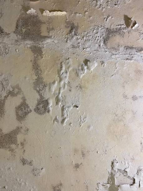 Best Emergency Mold Removal  in Ashland, MO