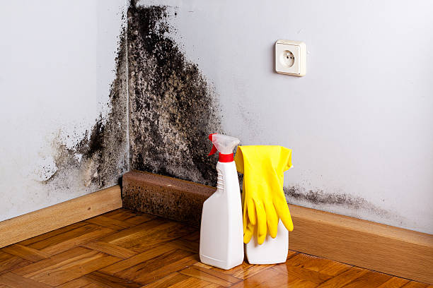 Best Residential Mold Removal  in Ashland, MO
