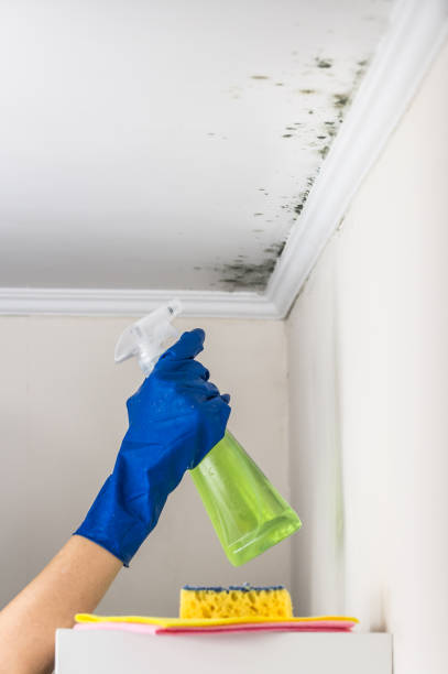 Best Mold Remediation  in Ashland, MO